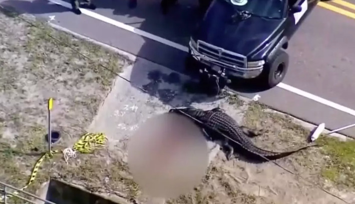 Φλόριντα: Τρομακτικά πλάνα – Αλιγάτορας μόλις έχει κατασπαράξει 41χρονη μητέρα