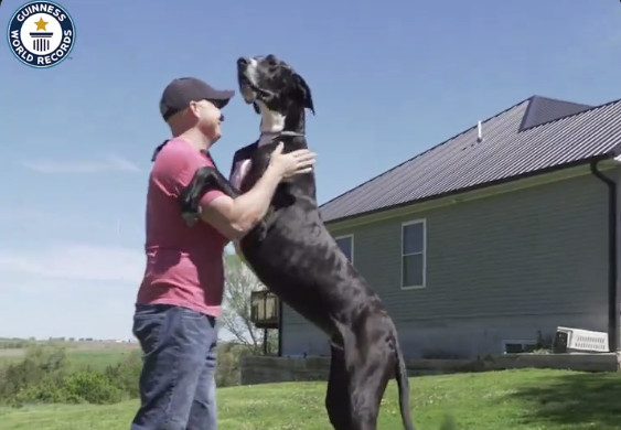 Αϊόβα: Ο ψηλότερος σκύλος του κόσμου – «Η επιτομή ενός ευγενικού γίγαντα»