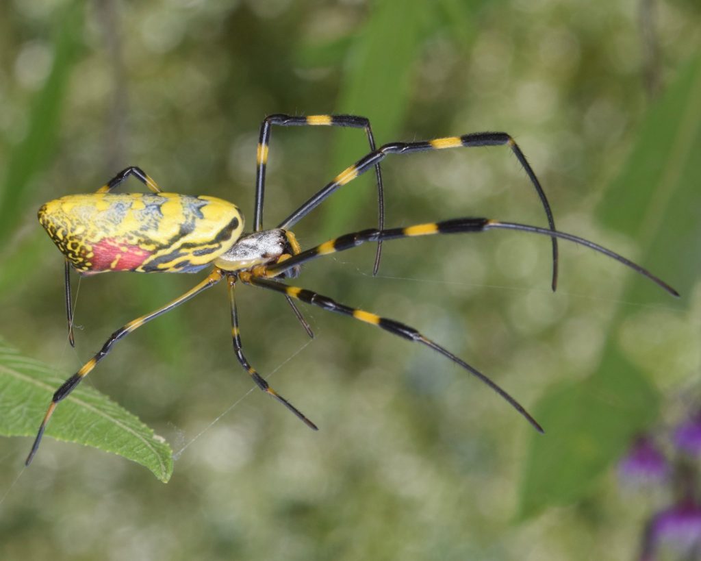 Τρομακτικές αράχνες μεγέθους έως και 20 εκατοστών καταλαμβάνουν την ανατολική ακτή