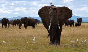 Οι ελέφαντες ίσως καλούν τους φίλους τους με τα ονόματά τους