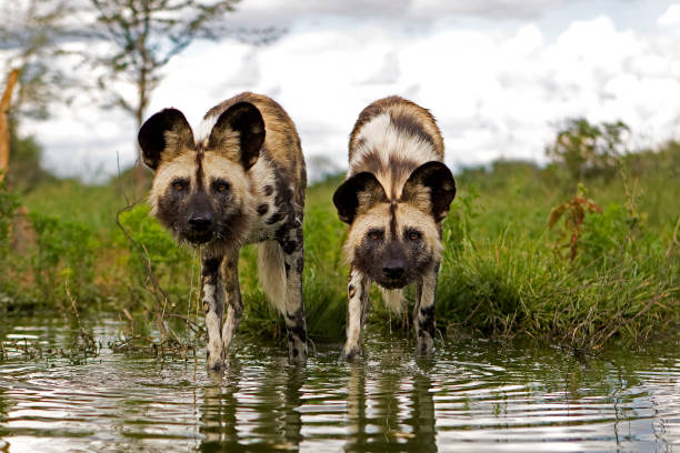 Αφρικανικοί άγριοι σκύλοι υπό εξαφάνιση 