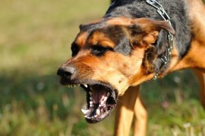 Ανήλικος προσπάθησε να αποφύγει επίθεση σκύλου και παρασύρθηκε από ΙΧ στην Πρέβεζα