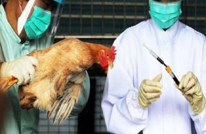 Γρίπη των πτηνών: Νέα κρούσματα σε εργαζόμενους σε φάρμες στις ΗΠΑ – Οι πρώτες κινήσεις των κυβερνήσεων