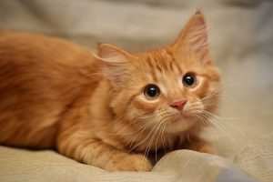 Εντοπίστηκε και τρίτη γάτα με ακρωτηριασμένα πόδια στη Θεσσαλονίκη