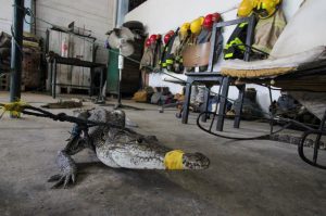 Τουλάχιστον 200 κροκόδειλοι σε δρόμους του βόρειου Μεξικού μετά την επέλαση του τυφώνα Μπέριλ