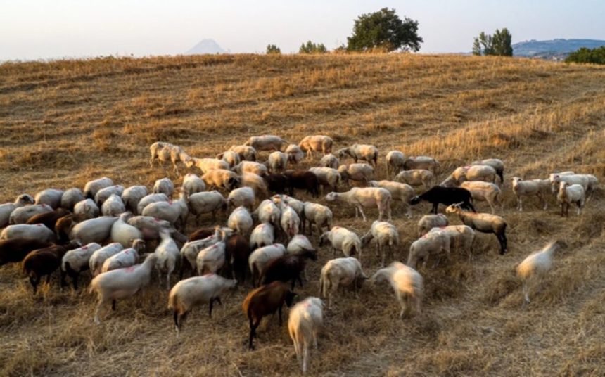 Πανώλη: Αγωνιούν οι κτηνοτρόφοι – Πληθαίνουν οι περιοχές όπου εντοπίζονται κρούσματα