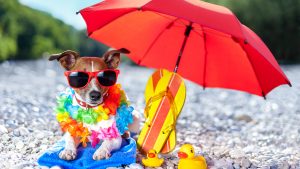 Τι πρέπει να προσέξετε για να περάσετε όμορφα στην παραλία παρέα με τον σκύλο σας