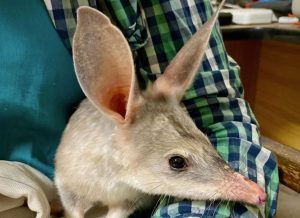 Μπίλμπι: Απειλούνται με εξαφάνιση – Τα μικρά μαρσιποφόρα με τα γελοία υπερμεγέθη αυτιά