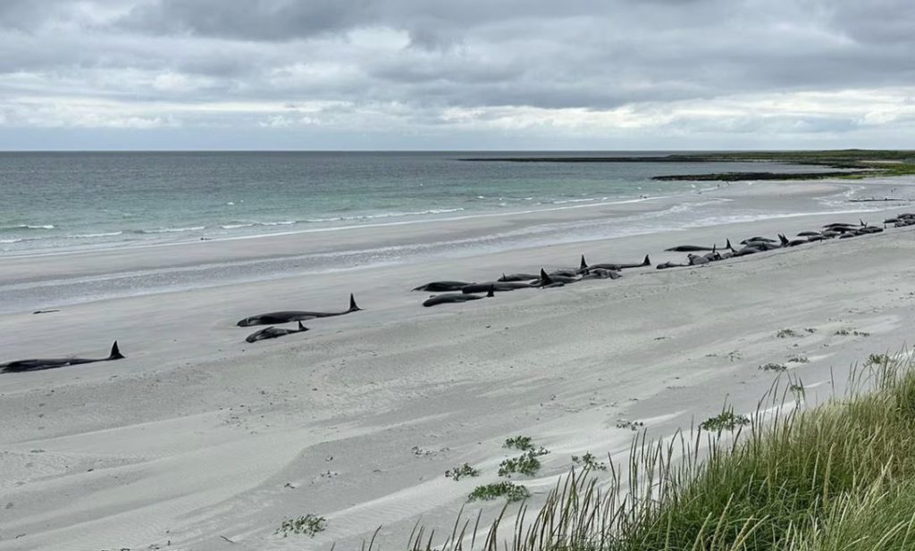 Σκωτία: Τι προκάλεσε τον θάνατο 77 υγιών φαλαινών