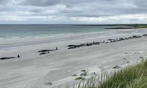 Σκωτία: Τι προκάλεσε τον θάνατο 77 υγιών φαλαινών