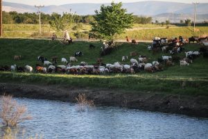 Πανώλη: Συναγερμός για κρούσματα πανώλης σε αιγοπρόβατα στη Λάρισα – «Απειλείται το ζωικό κεφάλαιο της Περιφέρειας»