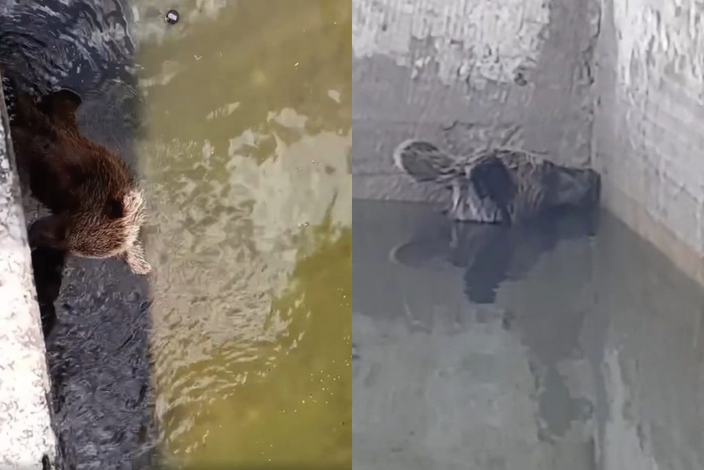 Αρκούδα παγιδεύτηκε σε δεξαμενή νερού στα Ιωάννινα – Της έφτιαξαν αυτοσχέδια ράμπα για να «δραπετεύσει»