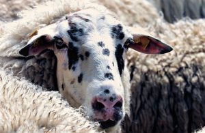 Πανώλη σε αιγοπρόβατα: Παρέμβαση εισαγγελέα για το πώς και πότε μπήκαν τα μολυσμένα ζώα στη χώρα
