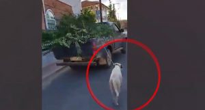 Κοζάνη: Έδεσε τον σκύλο σε ΙΧ και το τραβούσε εν κινήσει – Βίντεο από την κακοποίηση