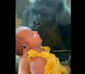 Γορίλας προσπάθησε να φιλήσει μωρό και… γίνεται viral