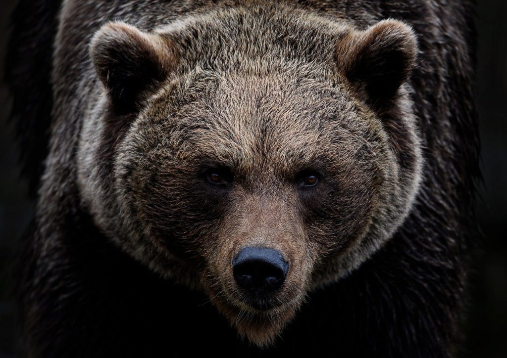Ρουμανία: Αρκούδα επιτέθηκε και σκότωσε 19χρονη τουρίστρια – Την άρπαξε από το πόδι και την έσυρε σε γκρεμό