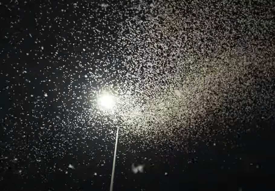 Λάρισα: Μετά τις ιπτάμενες κατσαρίδες, νέα επιδρομή από έντομα – Αποκρουστικό θέαμα