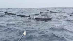 Ατλαντικός: Κωπηλάτης περικυκλώθηκε από εκατοντάδες φάλαινες – Τι περιγράφει