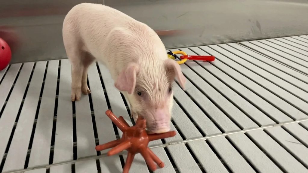Αυτά είναι τα πιο καθαρά γουρούνια του κόσμου – Δεν προορίζονται για μπέικον αλλά… για κάτι πολύ διαφορετικό