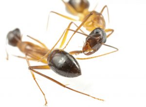 Έρευνα έκπληξη: Τα μυρμήγκια κάνουν… χειρουργικές επεμβάσεις