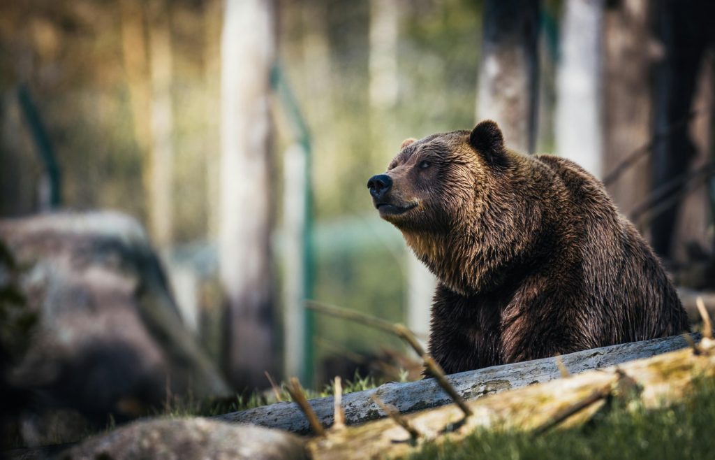 Ρουμανία: Έκτακτη σύγκληση της Βουλής για τις επιθέσεις… των αρκούδων