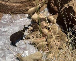Έθαψαν ζωντανά 350 πρόβατα που προσβλήθηκαν από πανώλη στα Τρίκαλα
