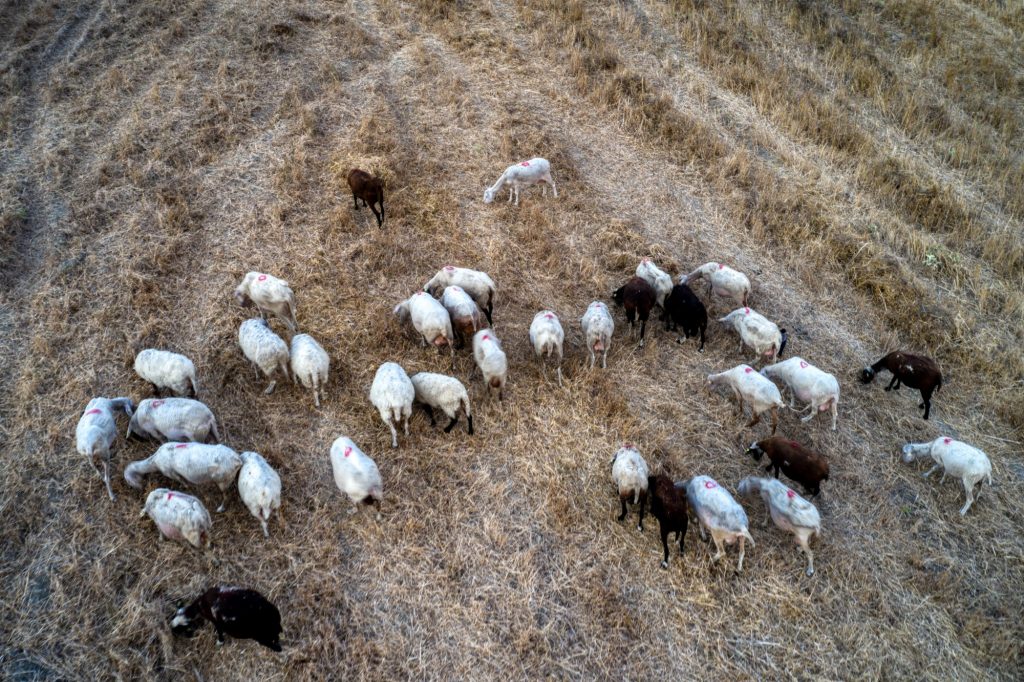 Πανώλη: Κρούσμα σε αιγοπρόβατα στην Καλαμπάκα – Σύσκεψη στα Τρίκαλα