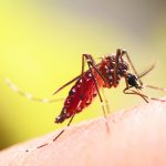 Ολο και πιο κοντά στην Ελλάδα τα κουνούπια που μεταδίδουν επικίνδυνα νοσήματα