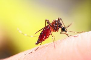 Ολο και πιο κοντά στην Ελλάδα τα κουνούπια που μεταδίδουν επικίνδυνα νοσήματα