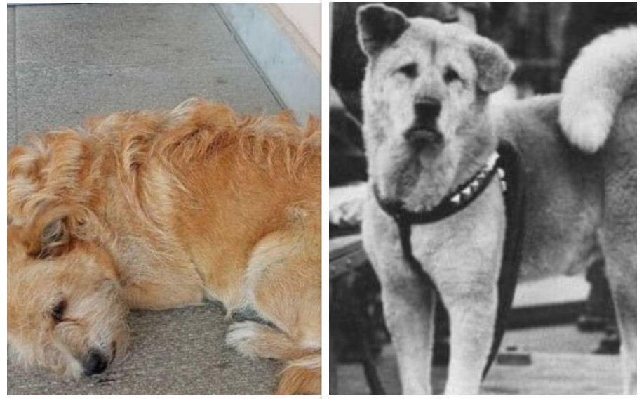 Σαν άλλος Χάτσικο: Σκύλος περιμένει έξω από νοσοκομείο τον ιδιοκτήτη του που πέθανε στα Τρίκαλα