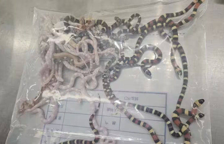 Κίνα – Λαθρεμπόριο ζώων: Έπιασαν άνδρα με πάνω από 100 ζωντανά φίδια στις τσέπες του παντελονιού του