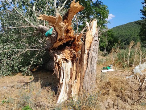 Εικόνες που σοκάρουν – Κεραυνός έκοψε ένα δέντρο στη μέση και σκότωσε 15 πρόβατα