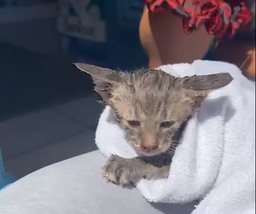 Τουρίστρια έπεσε στη θάλασσα και έσωσε γατάκι που πνιγόταν στις Σπέτσες