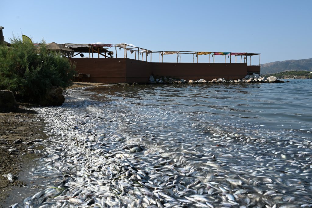 Βόλος: Επικίνδυνα κολύμπι και ψάρεμα – Τι λέει καθηγητής Χημείας