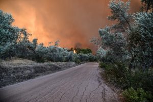 Θλίψη στην Εύβοια: Περισσότερα από 9.500 στρέμματα κάηκαν από την πυρκαγιά στον Πισσώνα