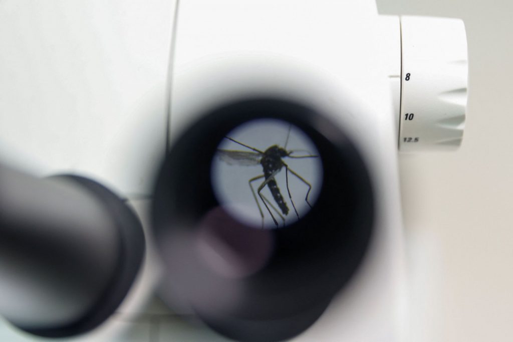 Ισπανία: Στειρώνουν τα κουνούπια για τον δάγκειο πυρετό