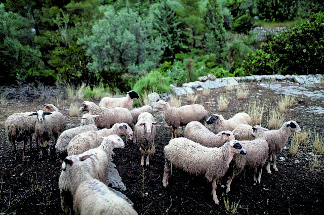 Αιγοπρόβατα: Σε ισχύ η απαγόρευση μετακίνησης ζώων λόγω πανώλης