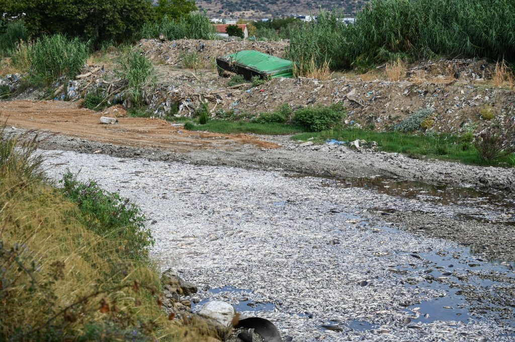 Βόλος: Εικόνες αποκάλυψης στον χείμαρρο του Ξηριά – Νεκρά ψάρια σε μήκος 500 μέτρων