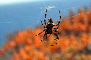 Ποια είναι τα έντομα που σκοτώνουν με ένα τσίμπημα