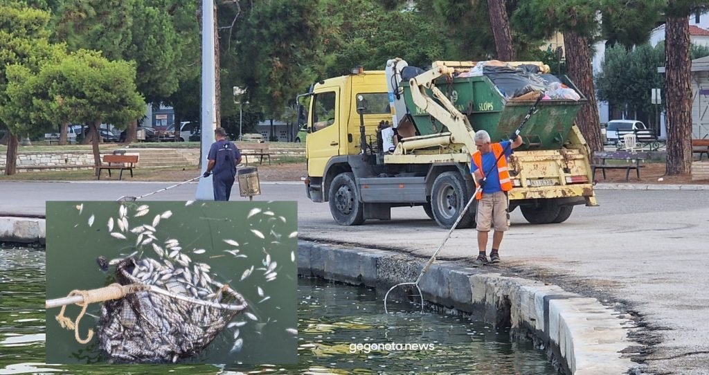 Βόλος: Το λιμάνι γέμισε με νεκρά ψάρια και τα μαζεύουν με απόχες