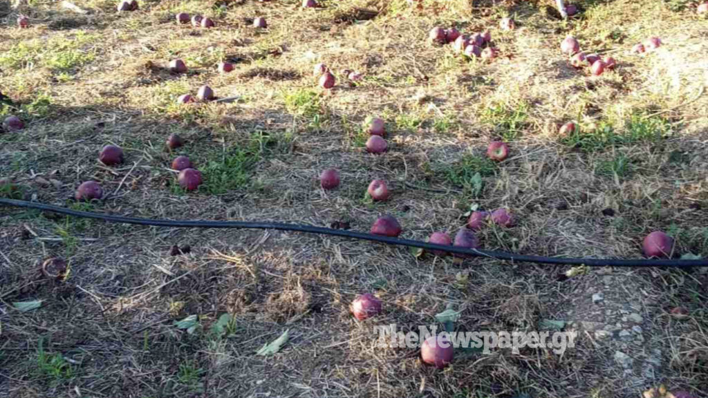 Σε απόγνωση οι παραγωγοί του Πηλίου: Δεν αποζημιώνονται γιατί οι άνεμοι δεν ήταν… τόσο ισχυροί