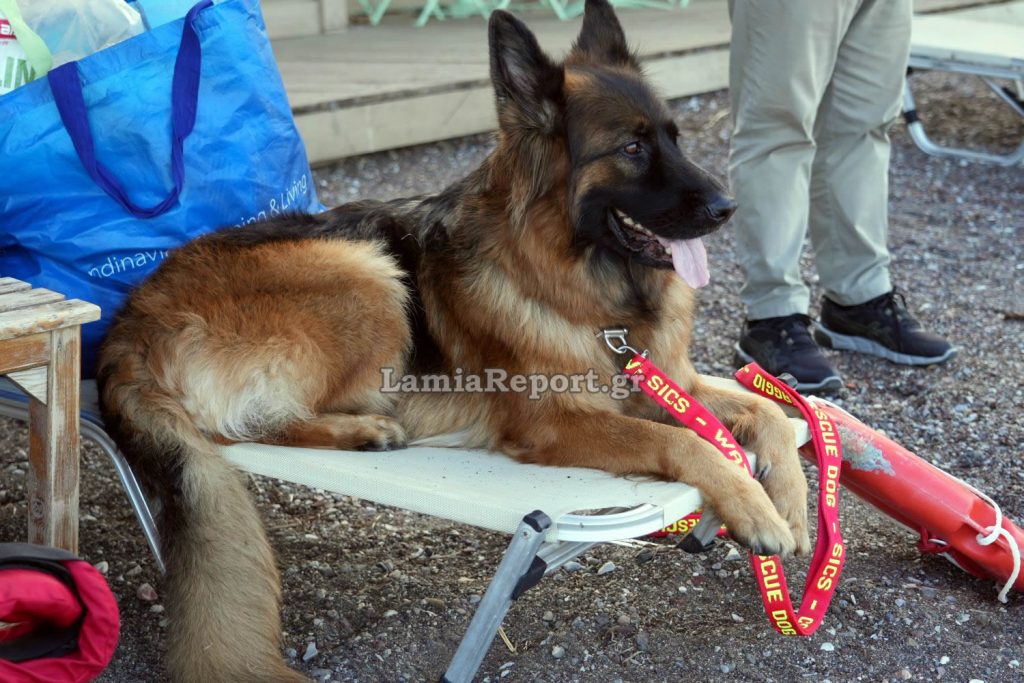 Σκύλος – ναυαγοσώστης έσωσε από πνιγμό ηλικιωμένο – Η συγκλονιστική διάσωση από τη «Νάλα»