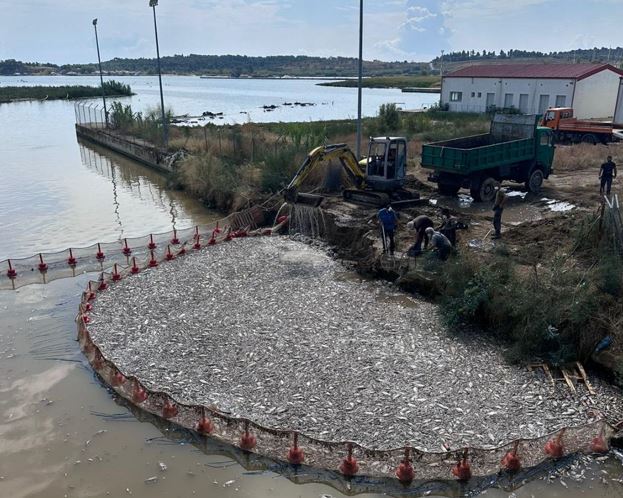 Βόλος: Σε απόγνωση οι επιχειρηματίες από τα νεκρά ψάρια – Πότε θα επιτραπεί ξανά το κολύμπι