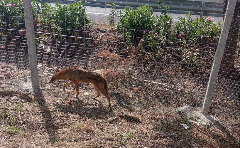 Λάρισα: Τσακάλι βρέθηκε σε κατοικημένη περιοχή έξω από την πόλη