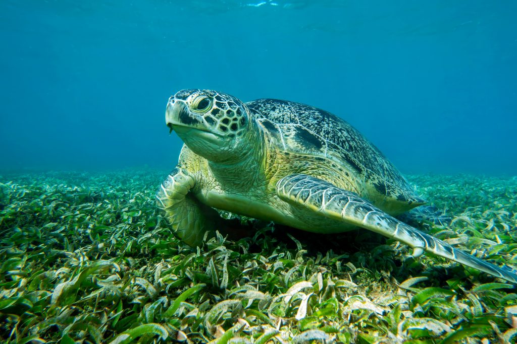 Η Caretta caretta δεν κινδυνεύει πλέον με εξαφάνιση!