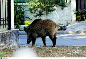 Στασιμότητα ή συριζοποίηση 