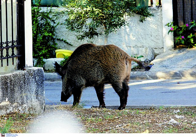 Στασιμότητα ή συριζοποίηση