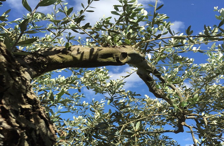 Ελαιοτουρισμός: Η Κρήτη «τελειώνει» με τον υπερτουρισμό – Όπλο της οι ελιές και τα αρχαία