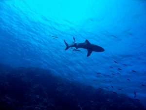 Γεμάτες από καρχαρίες και σαλάχια οι ελληνικές θάλασσες – Σε ποιες περιοχές έχουν εντοπιστεί (Χάρτης)