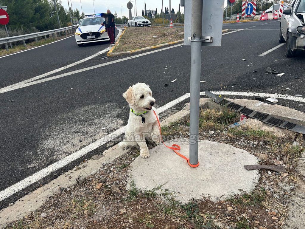 Τραγωδία με νεκρό 54χρονο σε τροχαίο στη Λαμία – Σώθηκε το σκυλάκι του, που κλαίει και τον περιμένει στο σημείο του τροχαίου